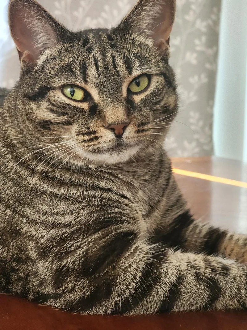 An adult medium-sized female Tabby (Brown / Chocolate) Domestic Short Hair cat named Sophie for adoption in Shelby Township, MI