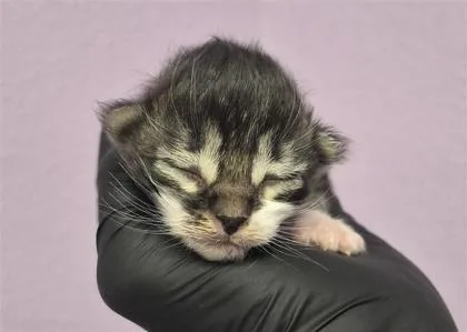 A baby small-sized female Gray / Blue / Silver Domestic Short Hair cat named 61758746 for adoption in El Paso, TX