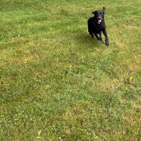 A young large-sized female Black Labrador Retriever dog named Lilly for adoption in Indianapolis, IN