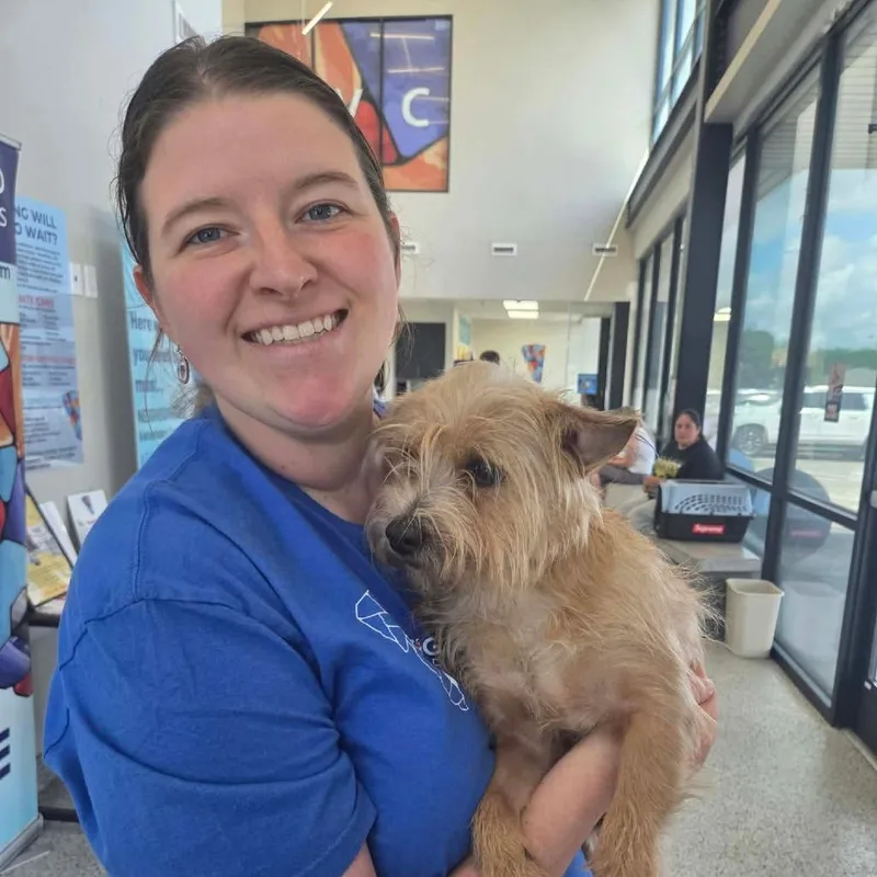 An adult small-sized male Yellow / Tan / Blond / Fawn Terrier dog named Hobi Dandy for adoption in Houston, TX