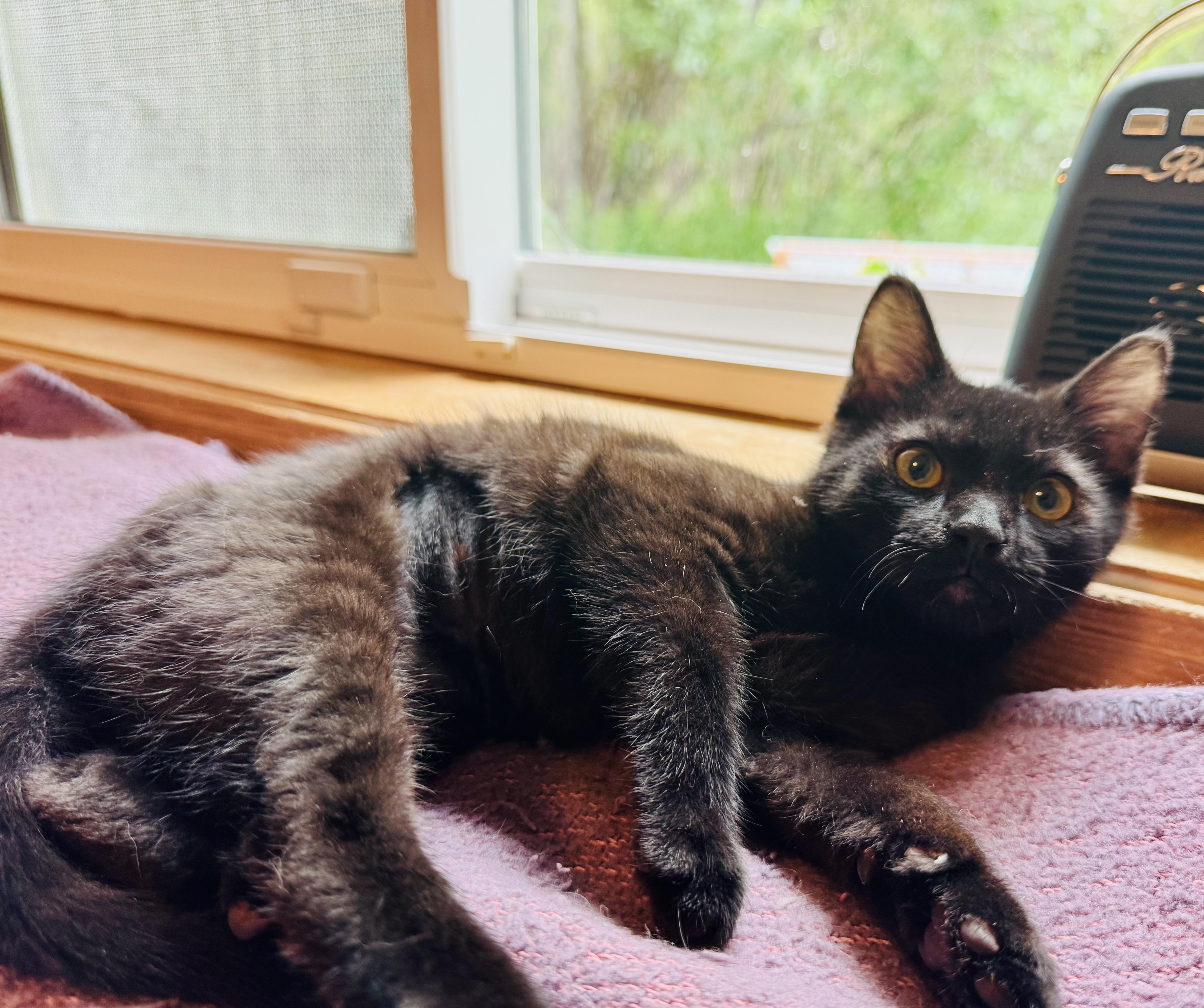 A young small-sized female Domestic Short Hair cat named Miss Nyx for adoption in Wasilla, AK