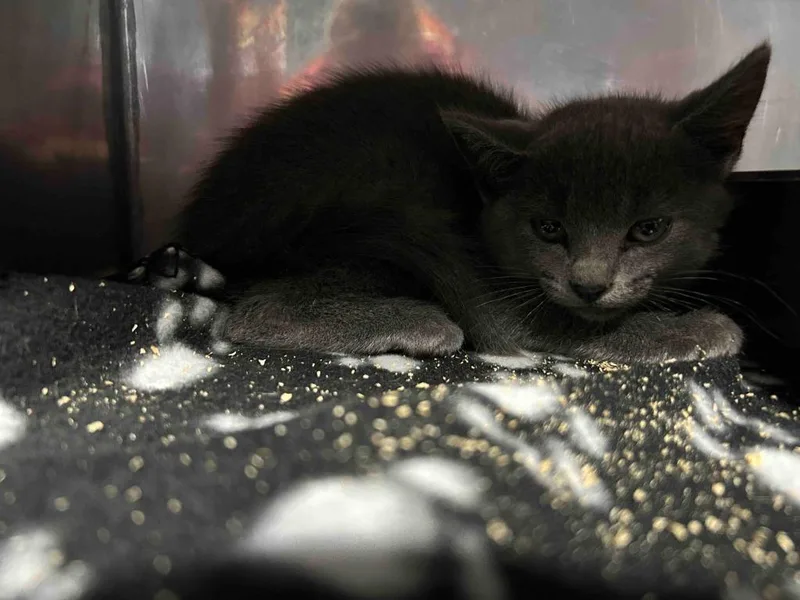 A baby small-sized female American Shorthair cat named Jess for adoption in Glen Rose, TX