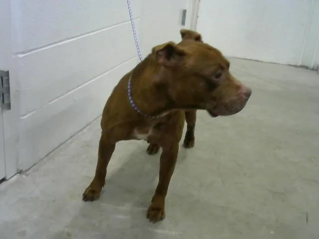 An adult medium-sized female Pit Bull Terrier dog named Sunflower for adoption in Toledo, OH