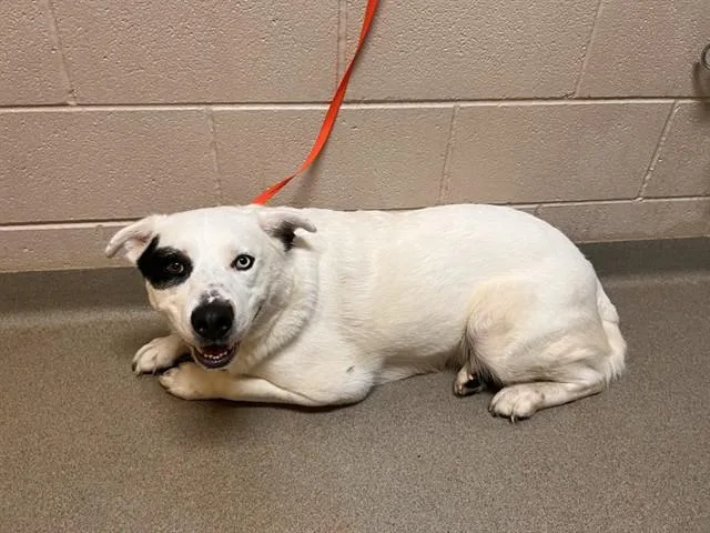 A young large-sized male Siberian Husky dog named Enzo for adoption in Colorado Springs, CO