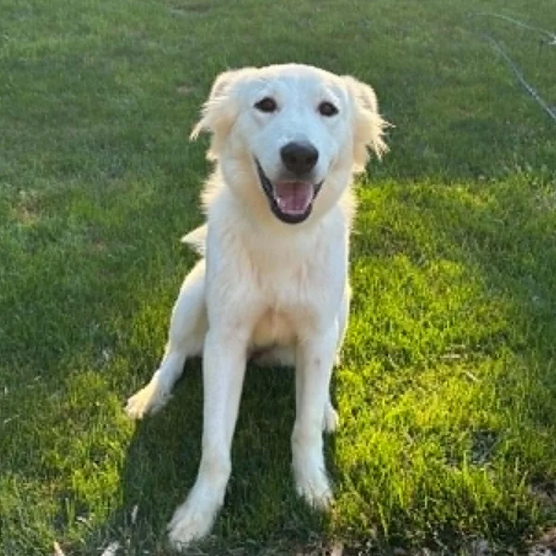 A young medium-sized female Golden Retriever dog named Sunny for adoption in Coldwater, MI