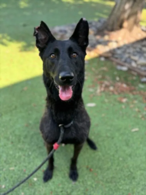 An adult large-sized female German Shepherd Dog dog named Gemma for adoption in Van Nuys, CA