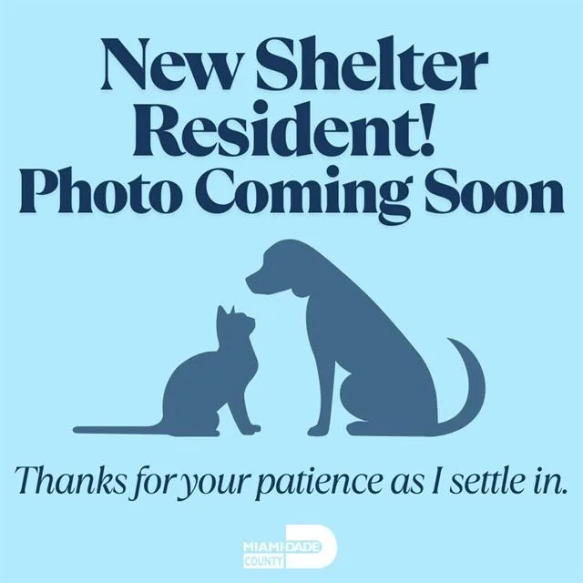 A young large-sized male Domestic Short Hair cat named Seer for adoption in Miami, FL