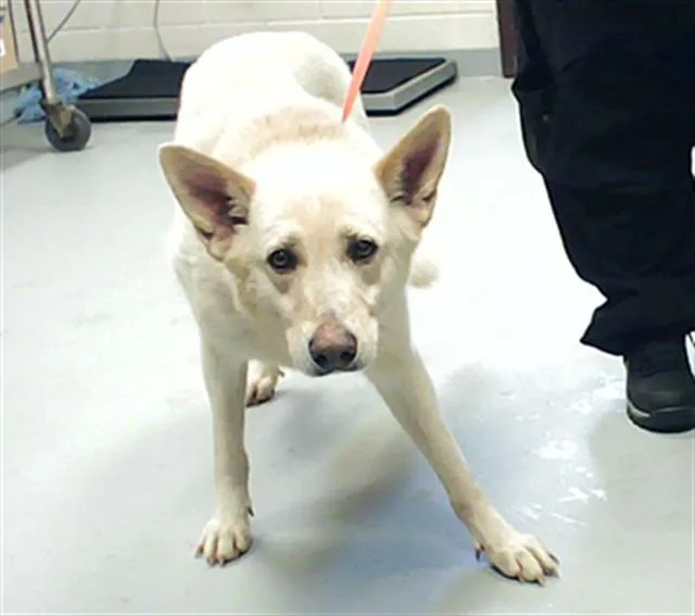 An adult medium-sized male German Shepherd Dog dog named Snow for adoption in Fayetteville, NC
