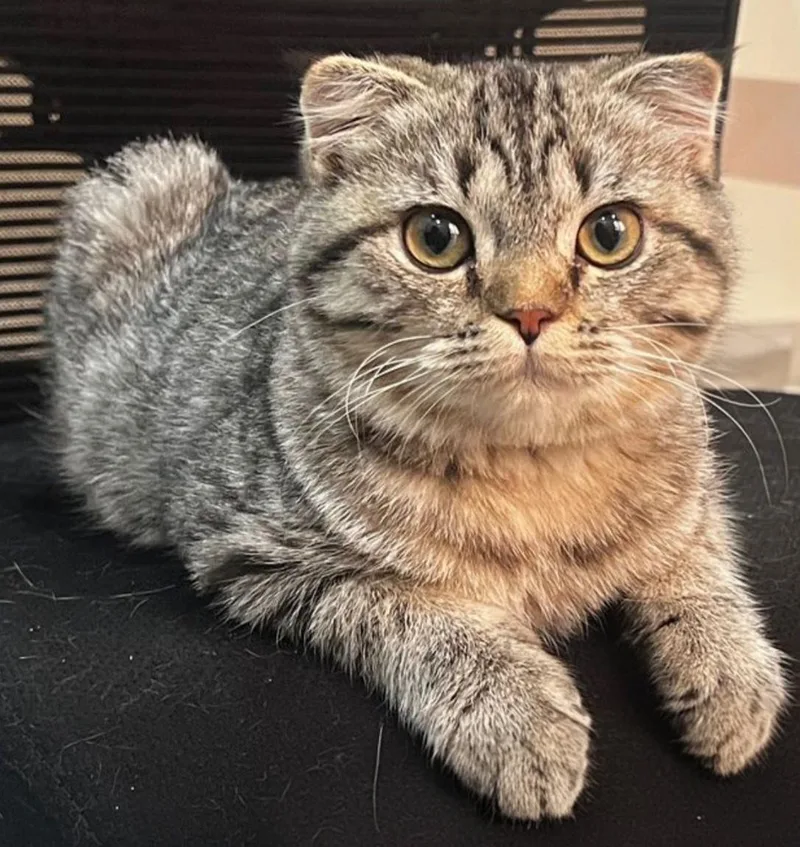 Arlo