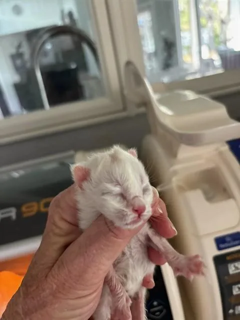 A baby small-sized male Domestic Short Hair cat named Cool Whip for adoption in Fort Walton Beach, FL
