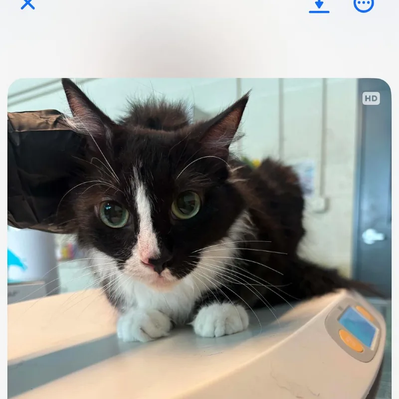 An adult medium-sized female Black Domestic Long Hair cat named Sissy Girl for adoption in Huntington, WV