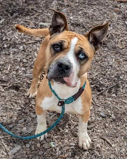 An adult large-sized female Mixed Breed dog named Sandra for adoption in Chamblee, GA