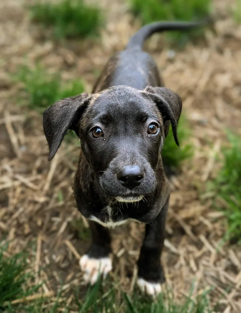 A baby small-sized female Chiweenie dog named Zenon for adoption in Austin, TX