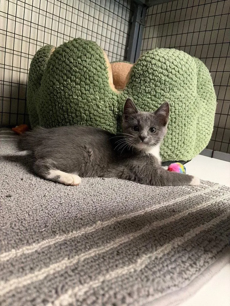A baby small-sized female Domestic Short Hair cat named Ellie for adoption in Lovingston, VA