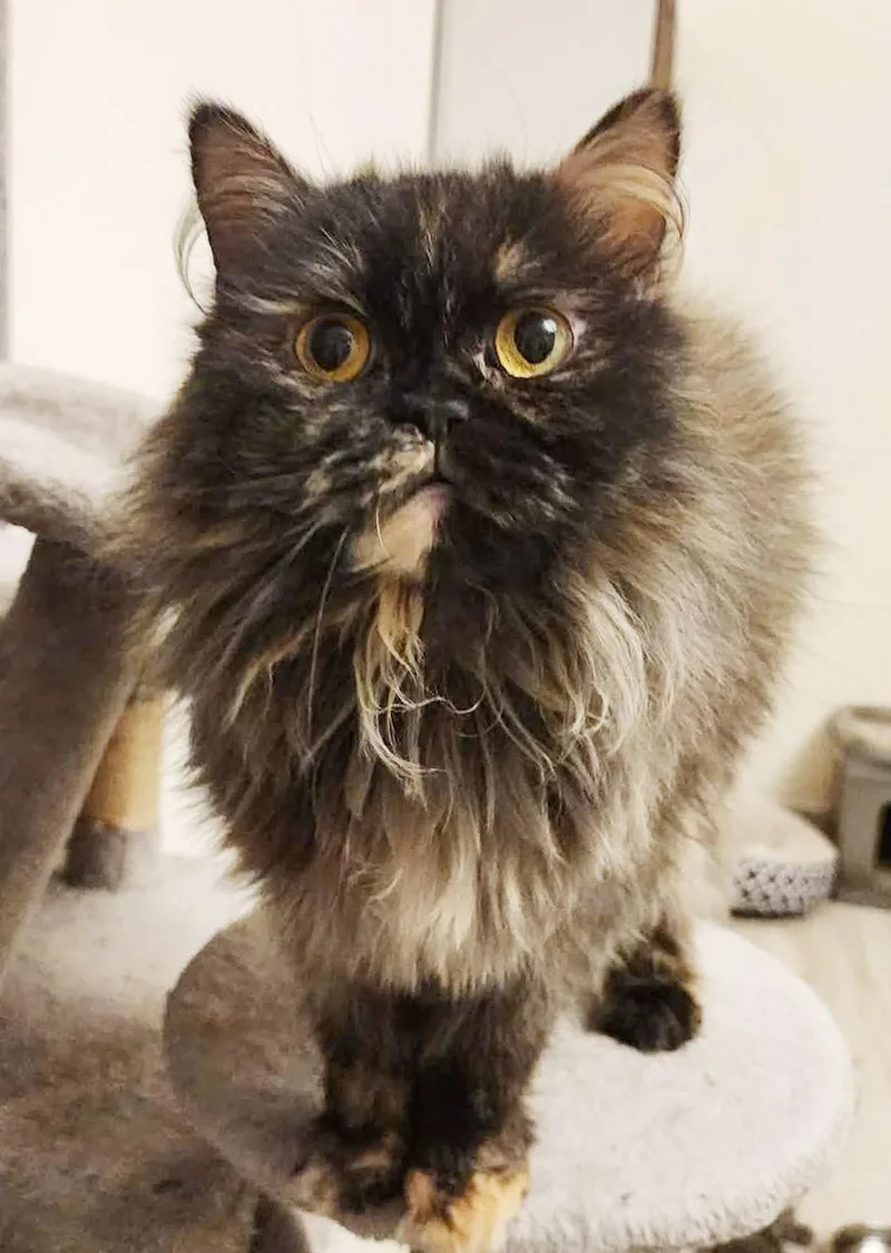 A young small-sized female Tortoiseshell Persian cat named Rain Will Make Every for adoption in Bedford Hills, NY