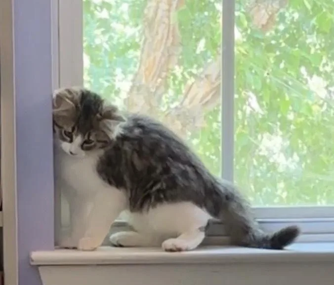 A baby small-sized female Gray & White Domestic Short Hair cat named Marnie for adoption in Salisbury, NC