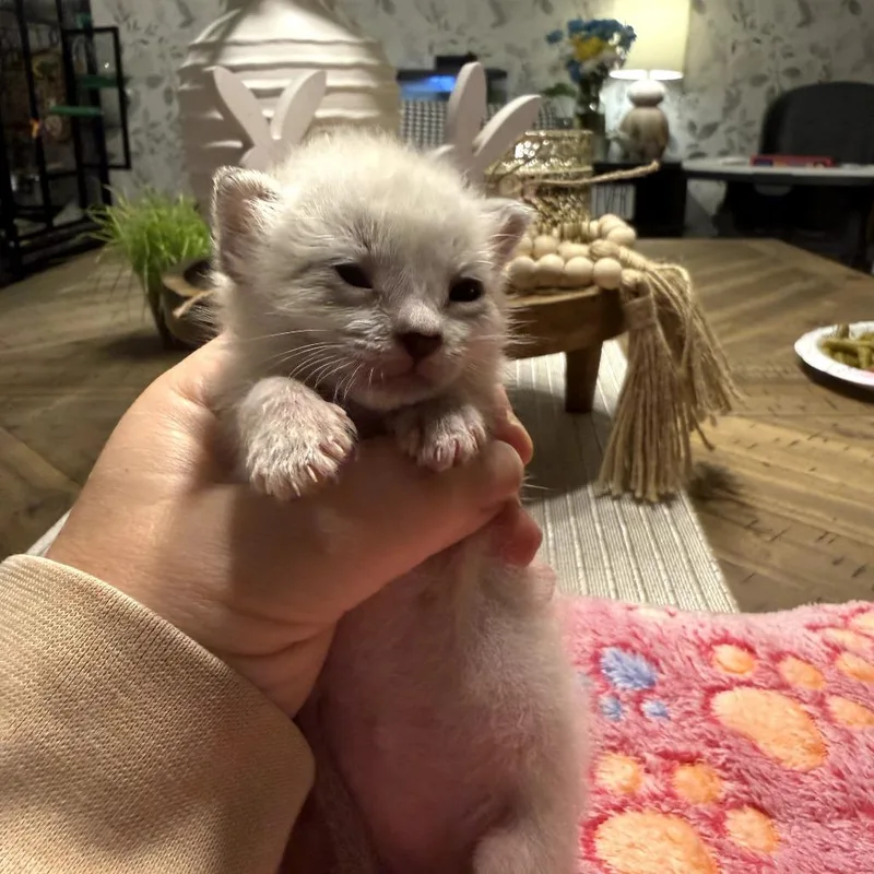 A baby small-sized male White Domestic Short Hair cat named Baby Saja for adoption in Duncan, OK