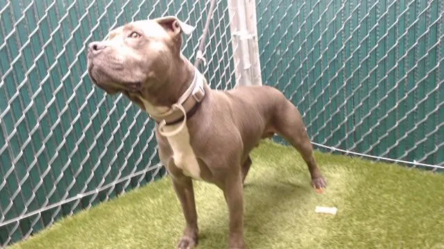 A young medium-sized male Pit Bull Terrier dog named Koby for adoption in Downey, CA
