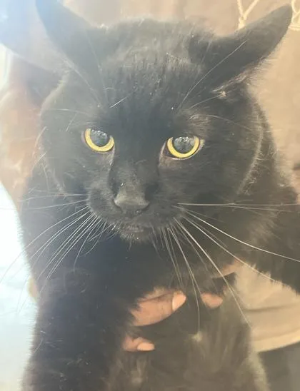 Milo