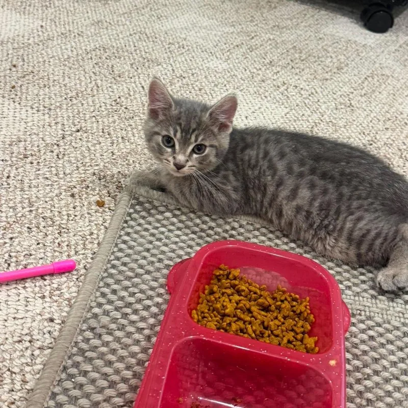 A baby small-sized male Gray / Blue / Silver Domestic Medium Hair cat named A&w for adoption in Jarrettsville, MD