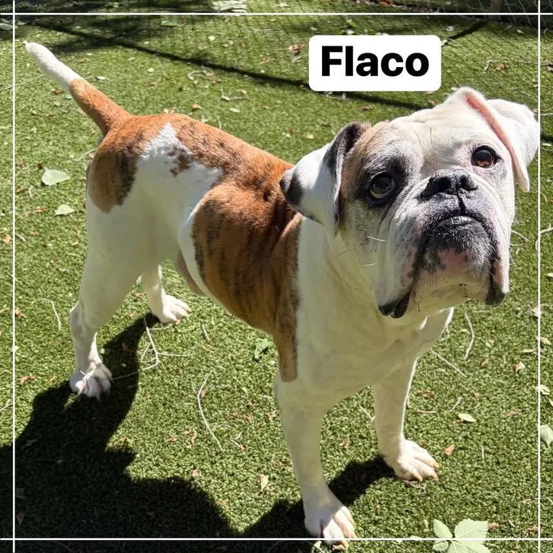 Flaco