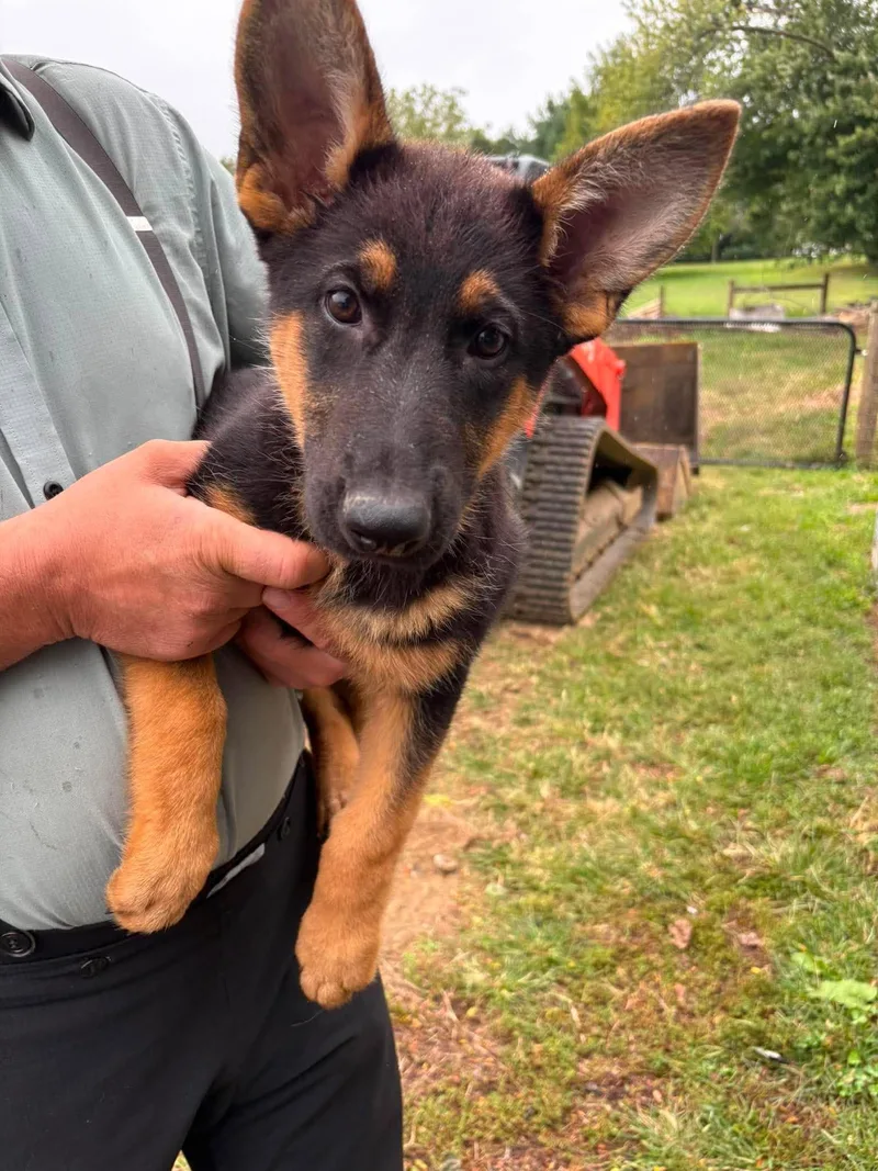 A baby medium-sized female German Shepherd Dog dog named Susan for adoption in Havertown, PA