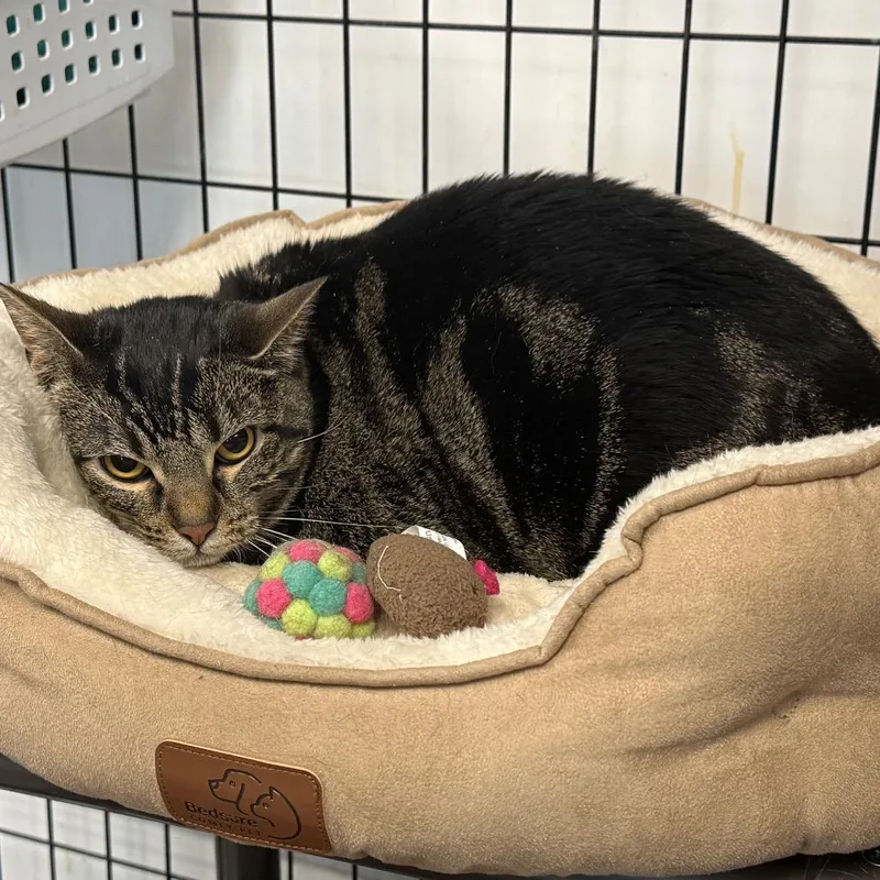 An adult large-sized female Domestic Short Hair cat named Willow for adoption in Carroll, IA