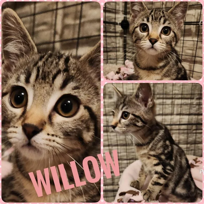 Willow thumbnail 5