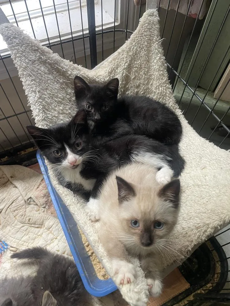 A baby small-sized male Black & White / Tuxedo Domestic Short Hair cat named Rhysand for adoption in Newnan, GA