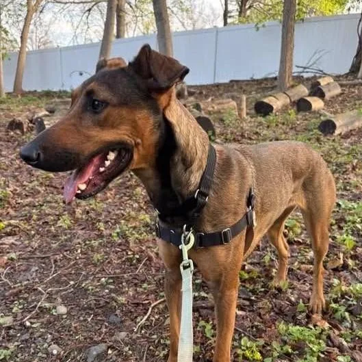 A young medium-sized female Brown / Chocolate Belgian Shepherd / Malinois dog named Cider for adoption in Beacon, NY