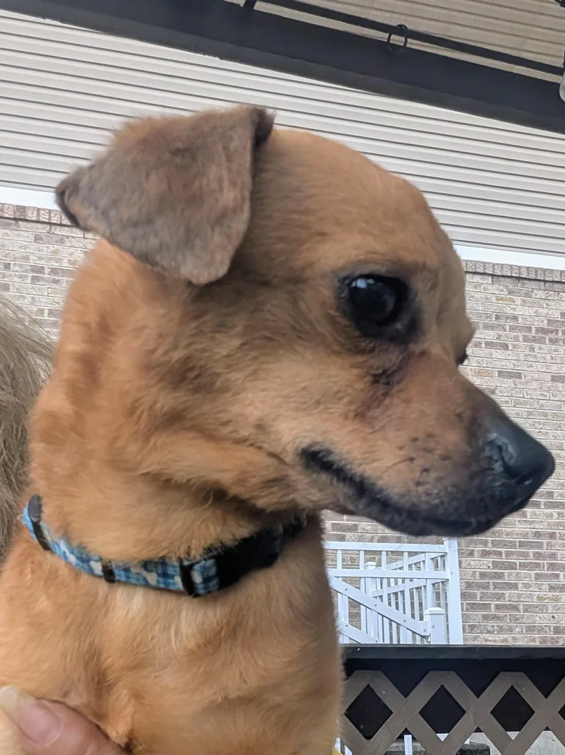 A young small-sized male Yellow / Tan / Blond / Fawn Chihuahua dog named Chico for adoption in Amelia, OH