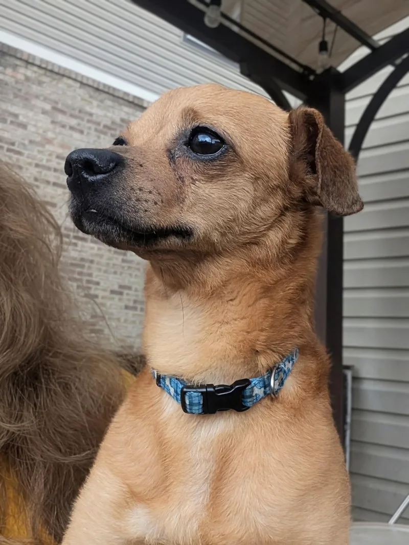 Chico thumbnail 5