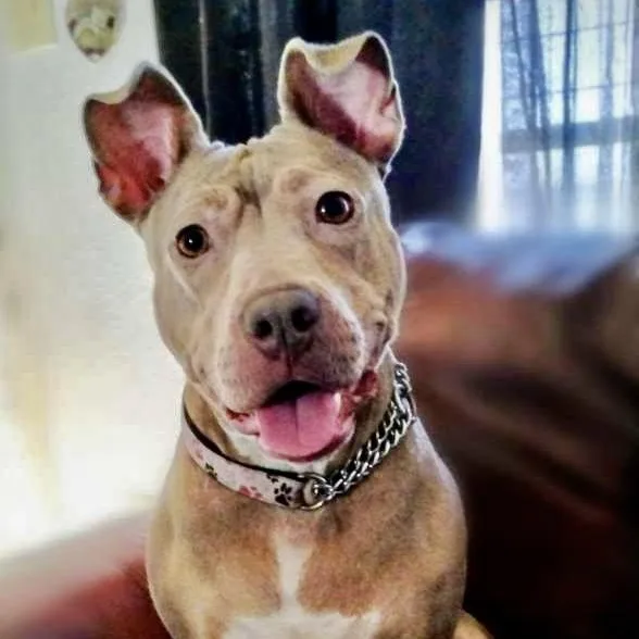 A young medium-sized female Apricot / Beige Mixed Breed dog named Wera for adoption in Houston, TX