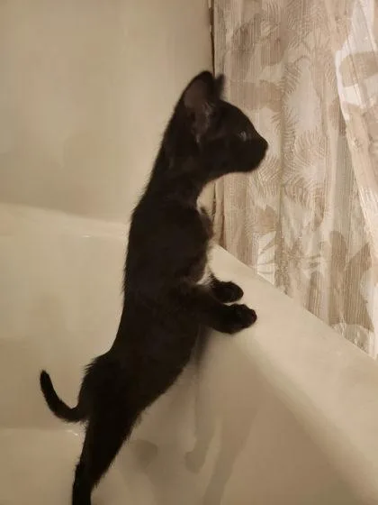 A baby medium-sized female Domestic Short Hair cat named Jetta Louisville for adoption in Savannah, GA