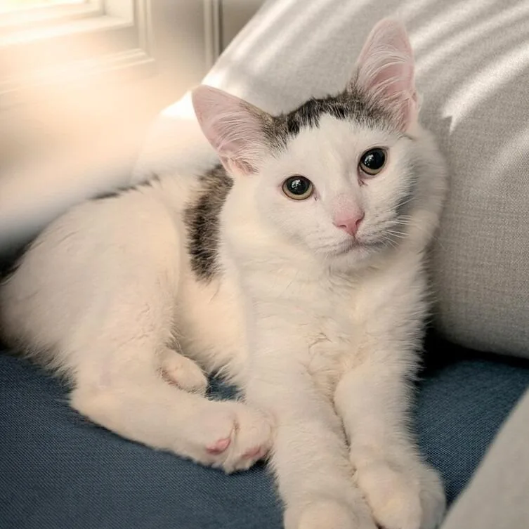 A young small-sized female Domestic Medium Hair cat named Adaine for adoption in Greensburg, PA