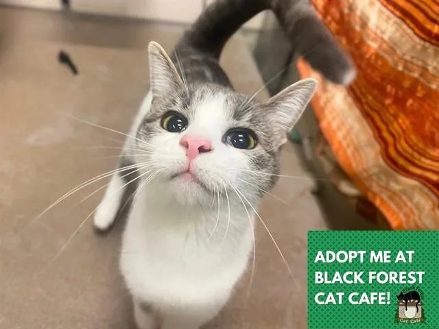 A young small-sized female Domestic Short Hair cat named Jupiter for adoption in Fort Wayne, IN