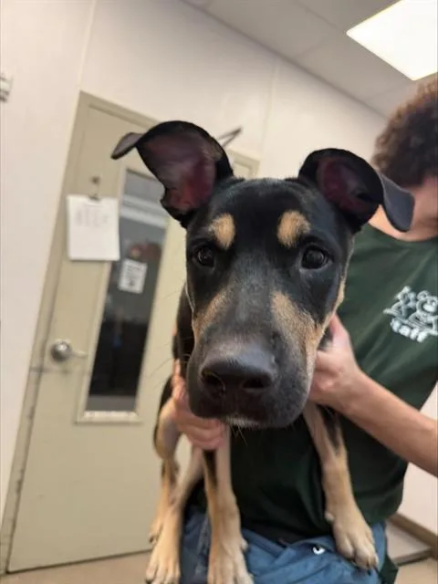 A young medium-sized male German Shepherd Dog dog named Thumper for adoption in Tucson, AZ