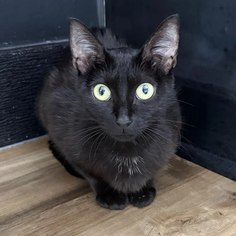 A baby small-sized female Black Domestic Short Hair cat named Lasagna for adoption in Asheville, NC
