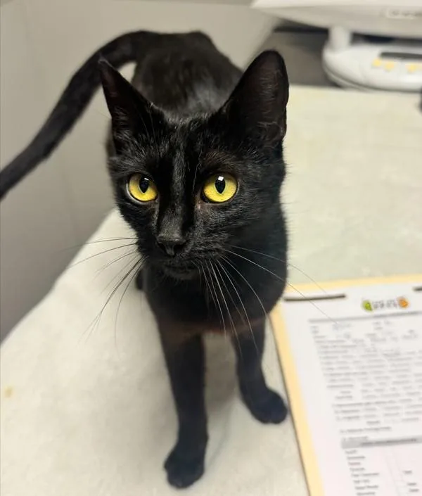 A young small-sized female Domestic Short Hair cat named Paulina for adoption in Dublin, CA