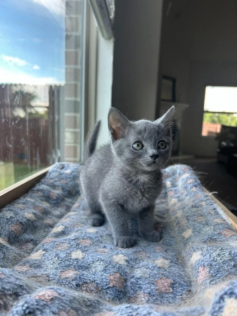 A baby medium-sized female Russian Blue cat named Morgana for adoption in Lewisville, TX