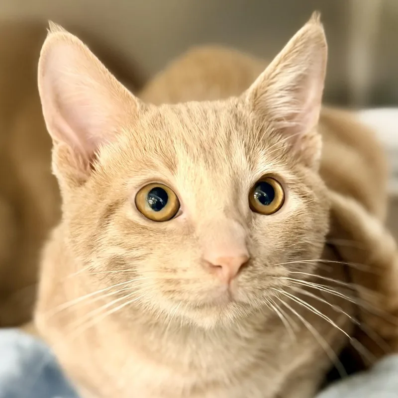 A baby medium-sized male Orange / Red Domestic Short Hair cat named Toulouse for adoption in Jackson, NJ
