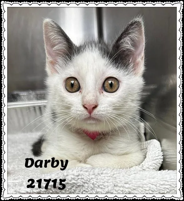 Darby