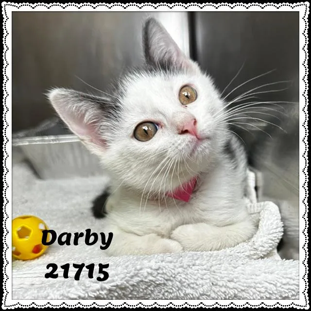 Darby thumbnail 2