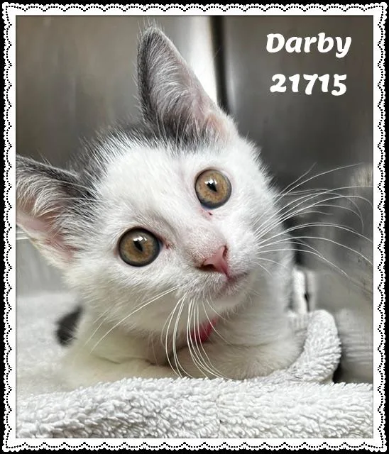 Darby thumbnail 3