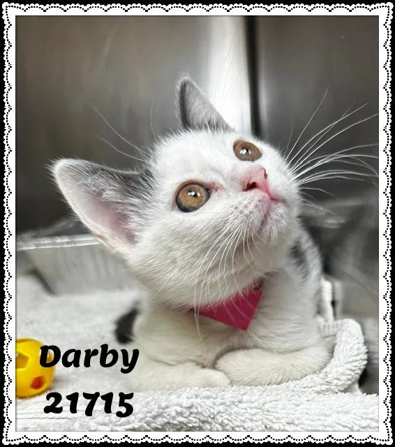 Darby thumbnail 4