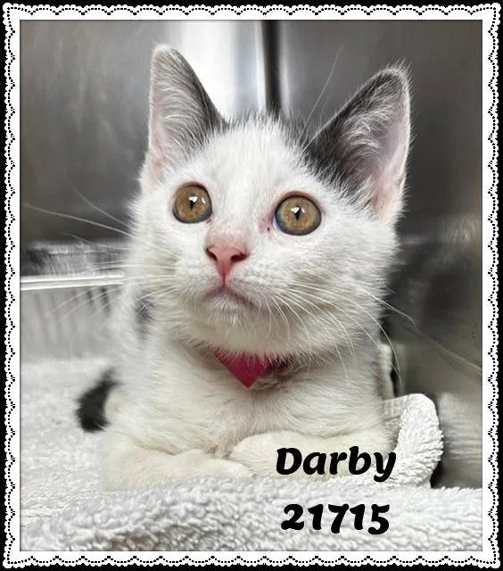 Darby thumbnail 5