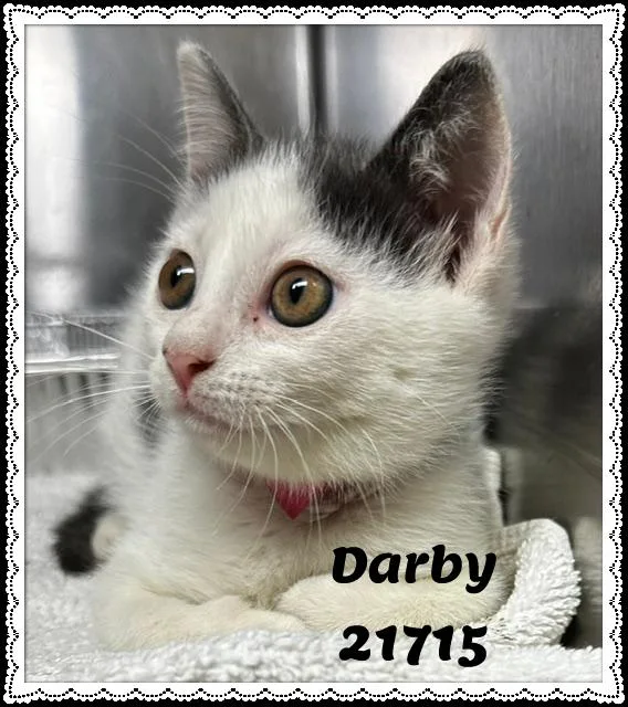 Darby thumbnail 6