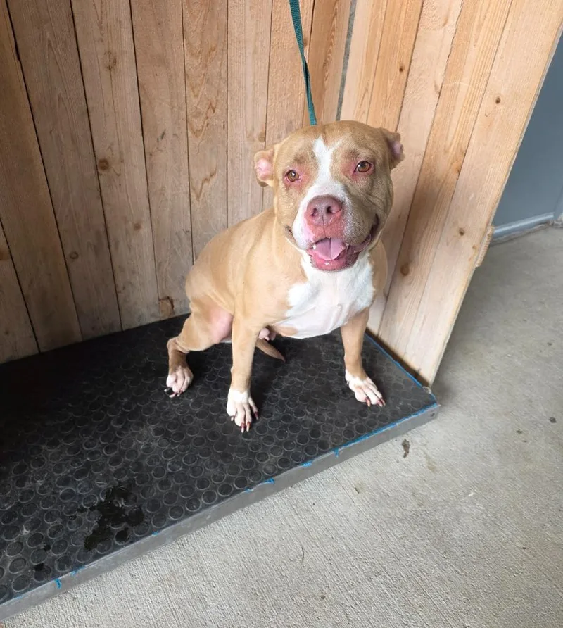 A young large-sized female American Staffordshire Terrier dog named Bala for adoption in Missouri City, TX
