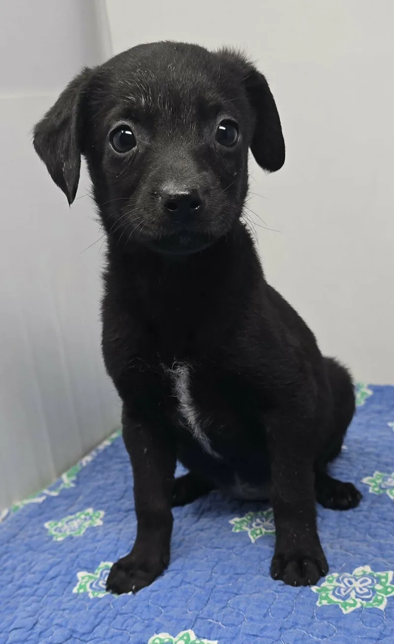 A baby medium-sized female Black Terrier dog named Alexandria for adoption in New York, NY