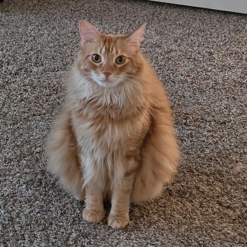 An adult large-sized male Orange / Red Maine Coon cat named Milton for adoption in Allen, TX